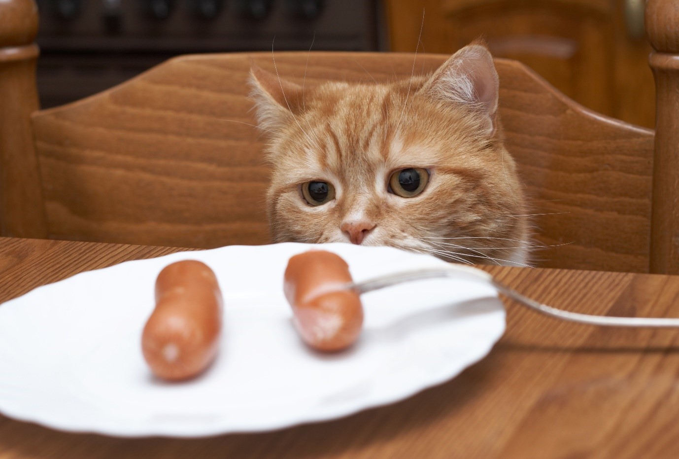 Кошка просит еду. Кот с сосисками. Котенок с колбасой. Котик с едой. Колбаса для кошек.